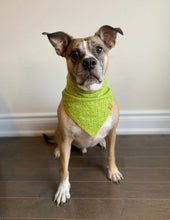 Load image into Gallery viewer, Party Green Bandana