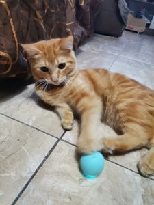 Cat Smart Ball Toy